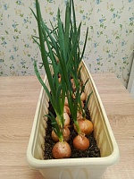 Первый урожай