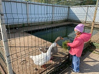 В гостях у пушистых и пернатых друзей