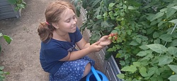 Лето - урожайная пора!