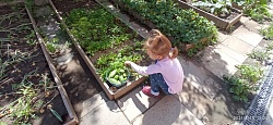Урожай из своей теплицы