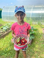 Лето - урожайная пора!