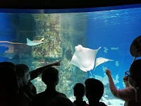 Знакомство с подводным миром: воспитанники центра посетили Москвариум